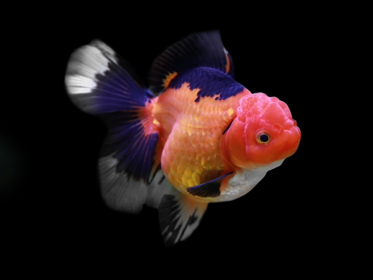 精品百褶泰狮金鱼冷水观赏鱼活鱼活体健康包活好养大尾狮子头金鱼  8