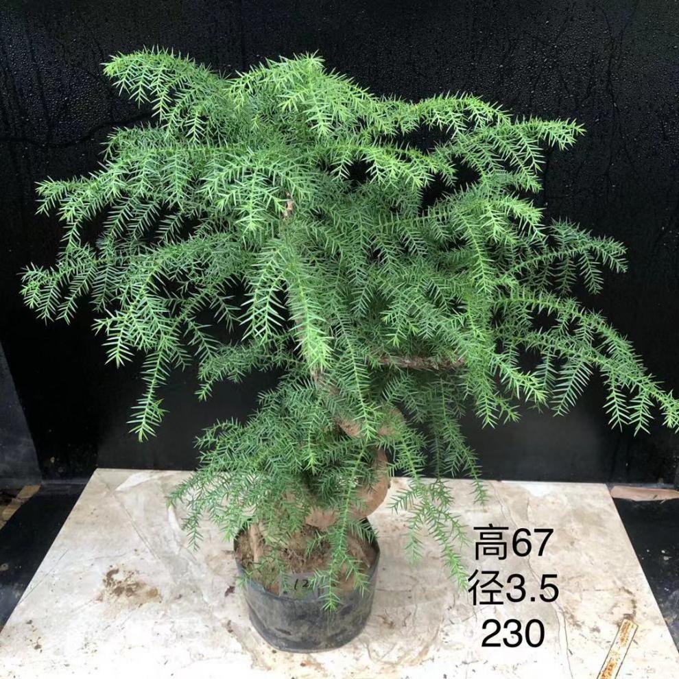 精品澳洲杉盆栽绿植 澳大利亚杉不老松提根 办公室盆景 欧洲杉 168 不