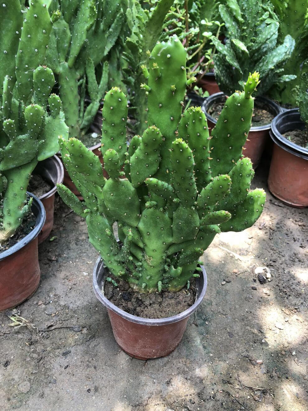 室內陽臺綠植花卉仙人掌類千佛手多肉植物千手觀音盆栽 千佛手30釐米1