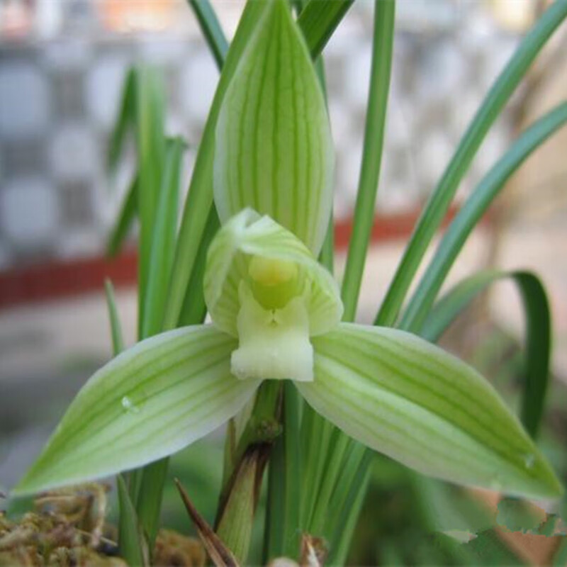 不想爬樹 蘭花苗蓮瓣蘭永懷素荷之冠濃香盆栽花綠植花