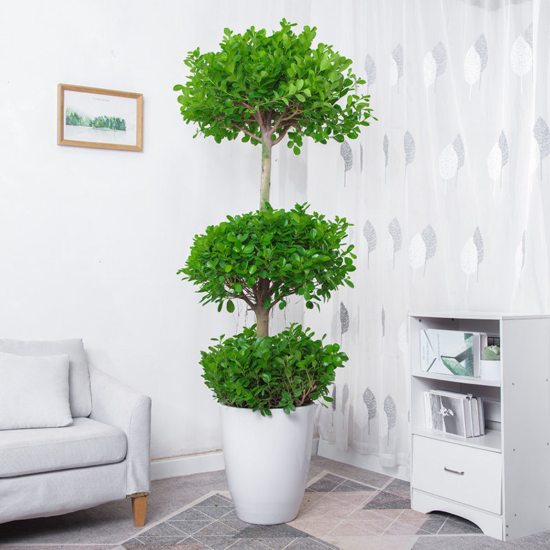 【送货到家】摇钱树三层榕树金钱榕娄底三层榕树盆栽绿植四季常青室内