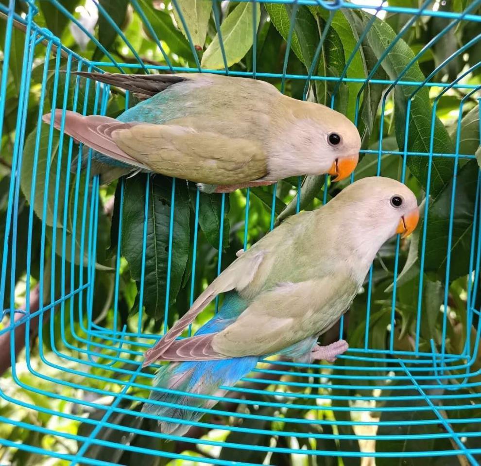 工匠头鹦鹉活鸟合法桃脸牡丹鹦鹉黄桃绿桃鹦鹉中小型手养鸟学说话爱情