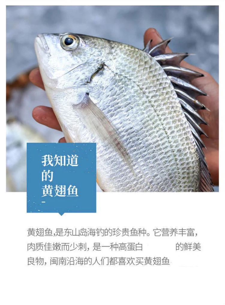 黄翅鱼新鲜天然海鱼黄鲷鱼活鱼海鱼 5斤装【图片 价