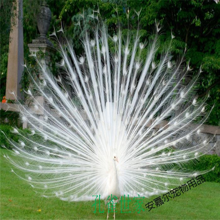 孔雀活体白孔雀幼鸟花孔雀观赏鸟活物宠物鸟全国发货两年花孔雀母