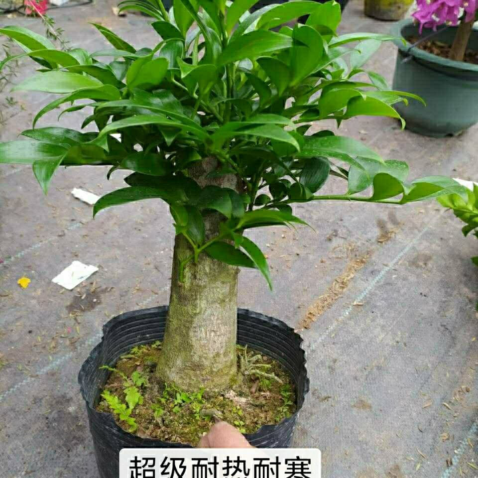 竹柏老桩精品盆栽四季常青耐热耐寒长寿竹平安竹净化空气观叶植物