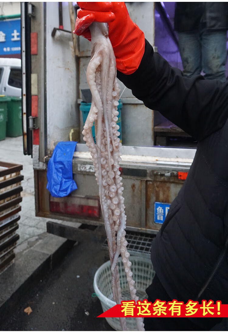 长腿八爪鱼 批发鲜活超大章鱼一 海鲜水产箱巨型芥末八抓鱼大爆头 4斤