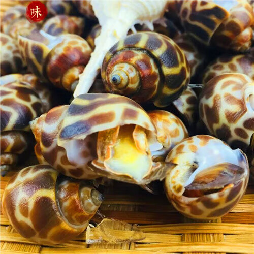 鲜冻冷冻海螺香螺小海螺东风螺新鲜海鲜水产贝类冰鲜 3斤【图片 价格