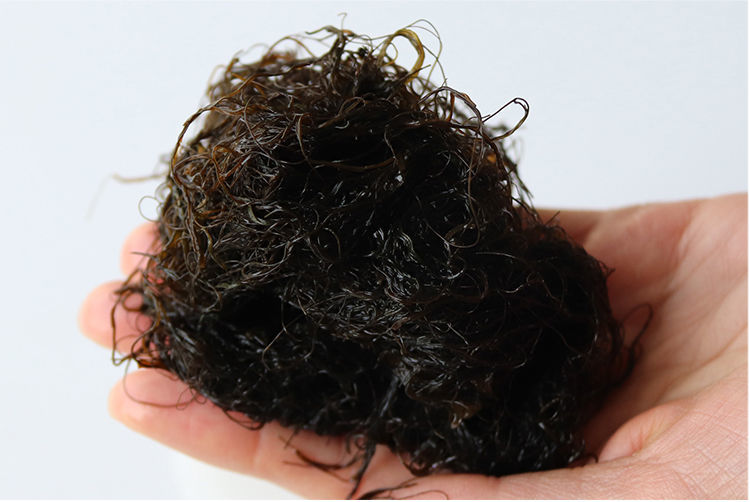 宁夏沙漠发菜 【发财菜】日晒海发菜干货免洗头发菜发菜丝产菜50g 50g