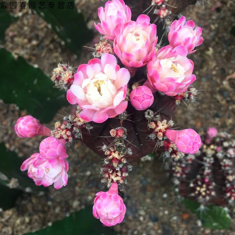 园艺紫牡丹仙人球会开花的嫁接带柱子球春夏开花室内多肉植物盆栽花卉