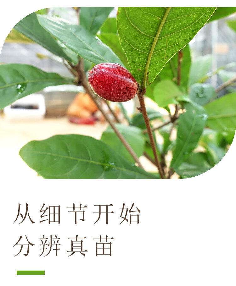 姜芮神秘果苗盆栽神秘果树苗庭院阳台带叶广西容县 神秘果五年苗 70cm