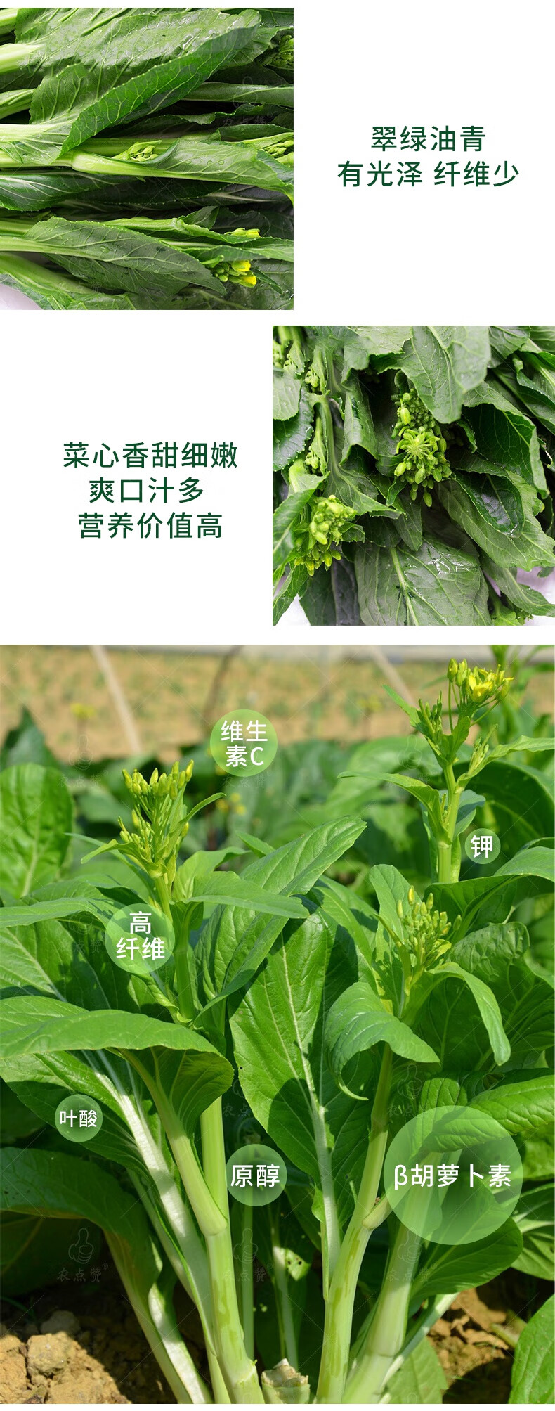 时艺广东菜心菜种籽多心菜青菜菜苔青翠多芽菜心种孑菜籽青菜尖蔬菜心