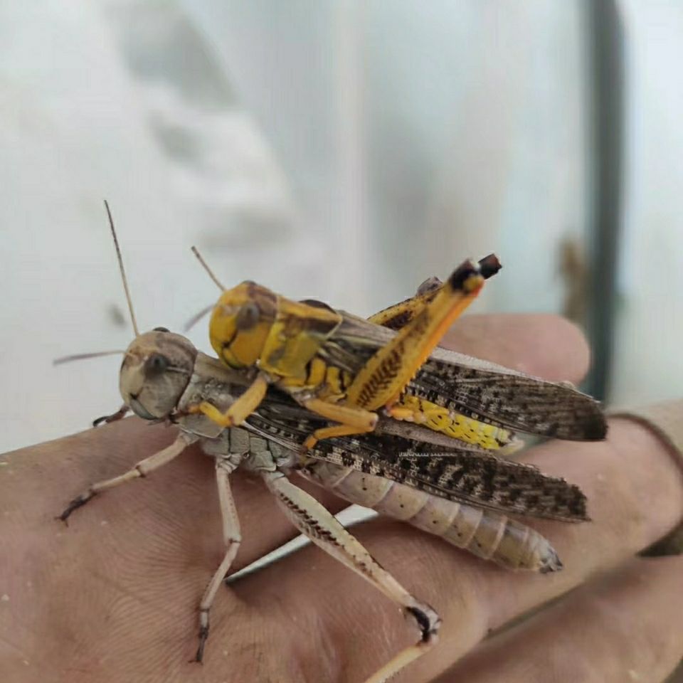 土蚂蚱活体速冻鲜蝗虫东亚飞蝗食用昆虫个大籽多餐桌美食下酒菜去翅纯