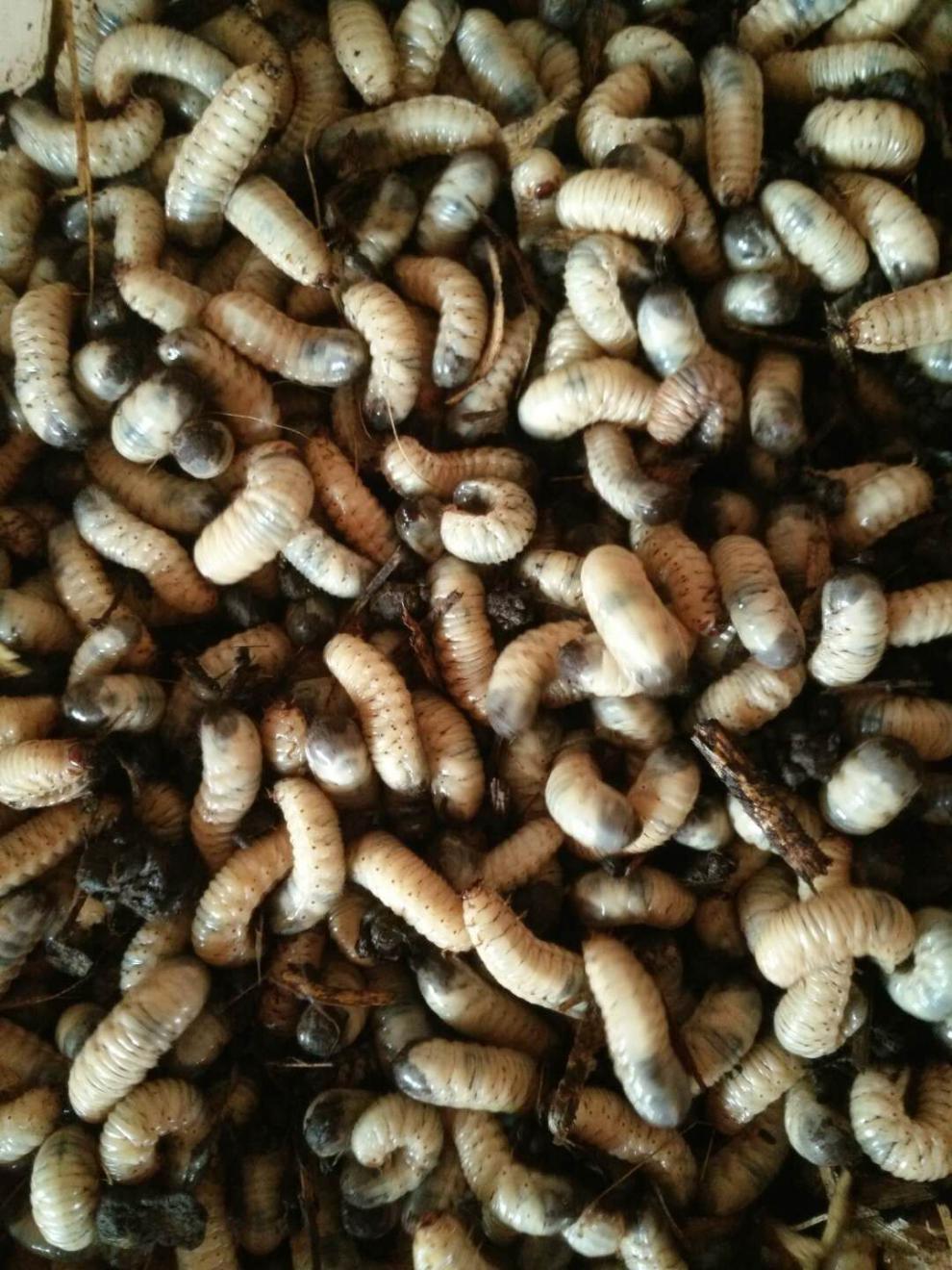 荣郁 活体蛴螬 钓鱼老母虫 金龟子幼虫 野钓白土蚕 活饵垂钓活虫蛴螬