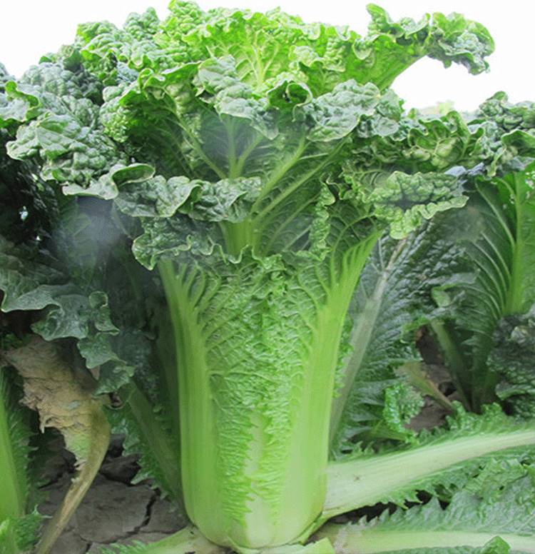 时艺天津青麻叶大白菜种子早熟高产秋季冬蔬菜籽绍菜山东小大白菜种孑