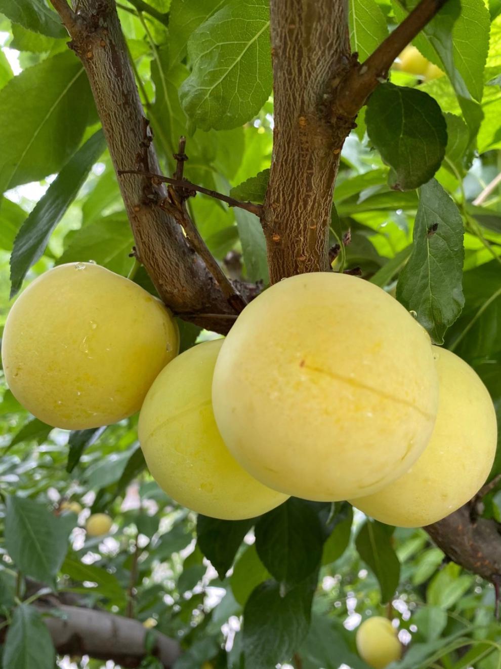 纯甜桃花李四川黄金奈李蜂蜜冰糖甜李新鲜玉皇李子 4.