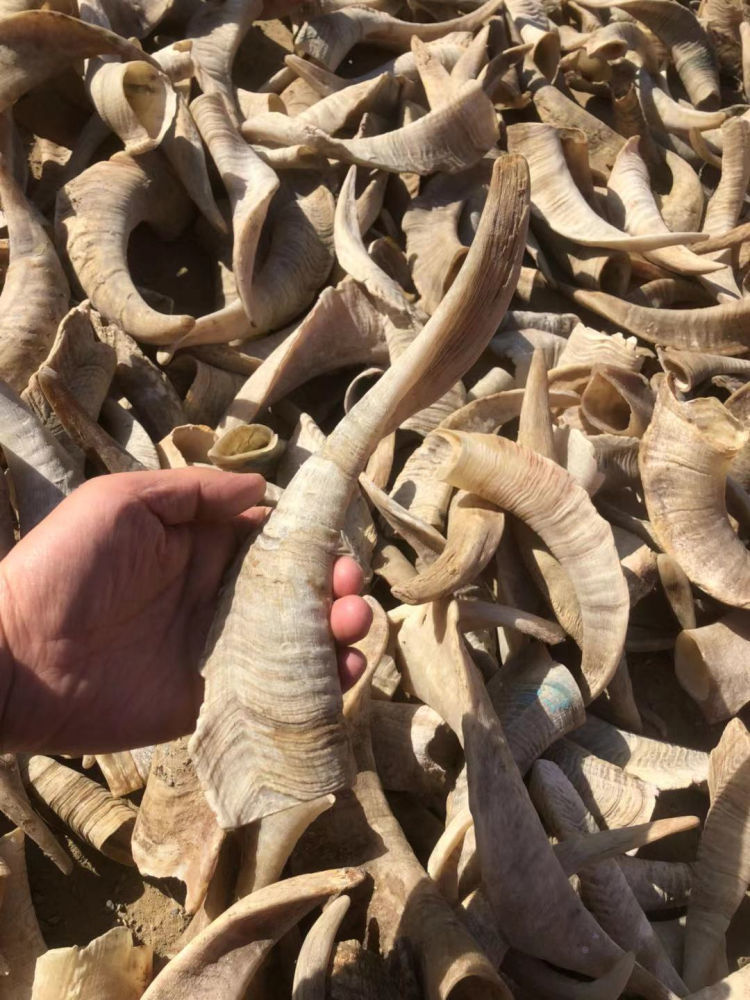 天然山羊角空心原角绵羊角中山羊角丝纯手工山羊角 打孔实心羊角尖长6