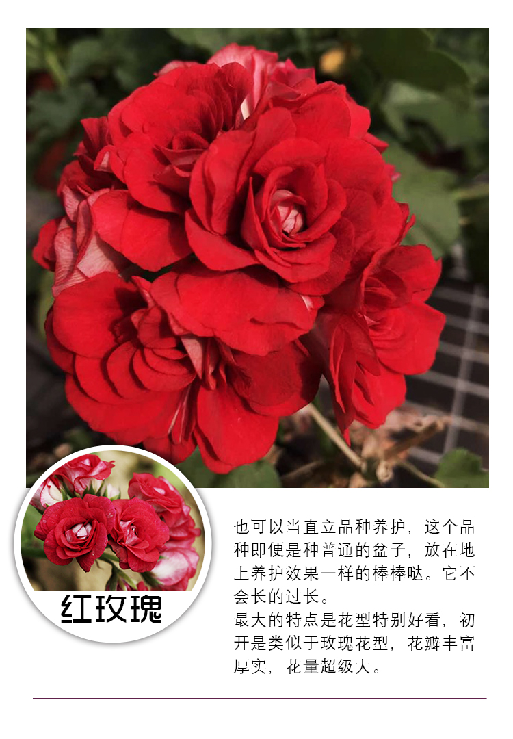 天竺葵花苗垂吊藤蔓阳台绿植物重瓣单瓣盆栽绣球花卉 t3 杏女王--编号
