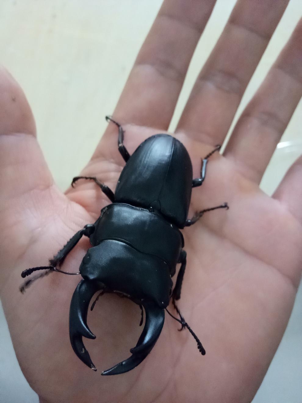 独爱 中国大锹成虫 昆虫活体宠物甲虫羽化独角仙锹甲锹形虫 6.0-6.