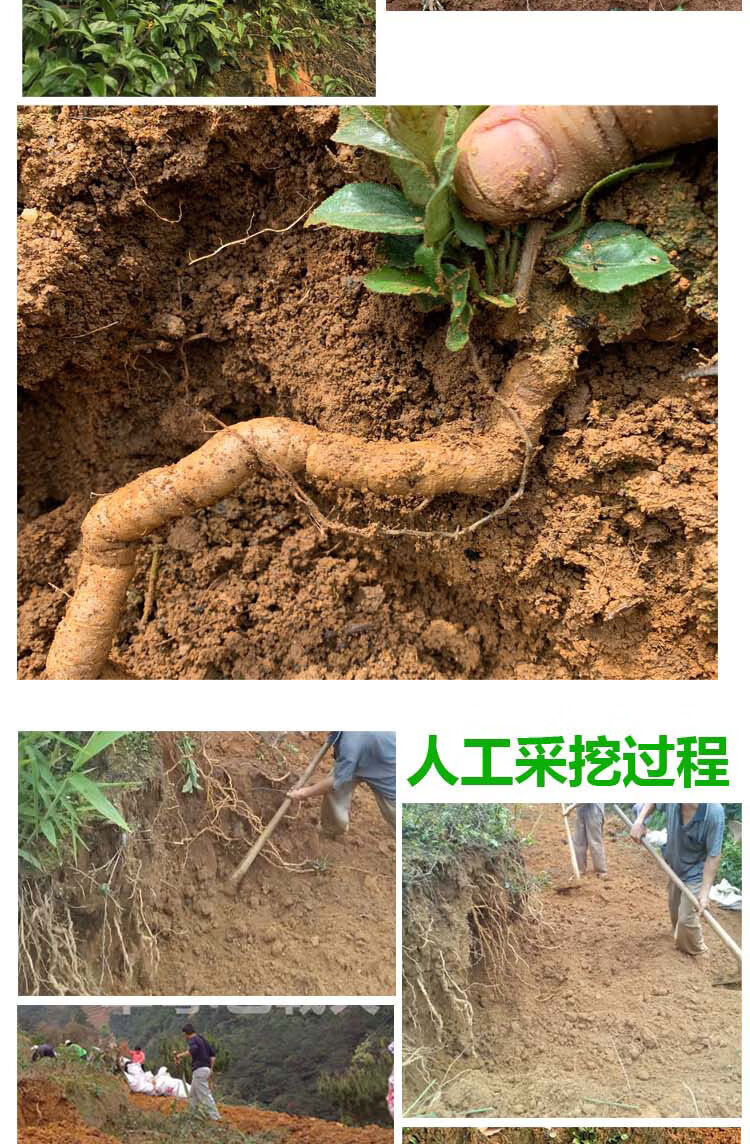 精选修剪头尾巴戟天凤眼根生鲜巴戟鸡肠风煲汤药材产地直发500g2斤价