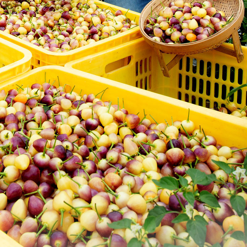 新鲜广西小圆辣椒现摘五彩椒泡椒小灯笼椒小米椒七彩辣椒腌制批发 新