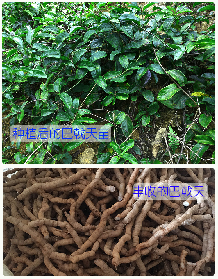 战长沙正宗肇庆德庆巴戟苗高要中药树苗鸡肠风树苗联系电话