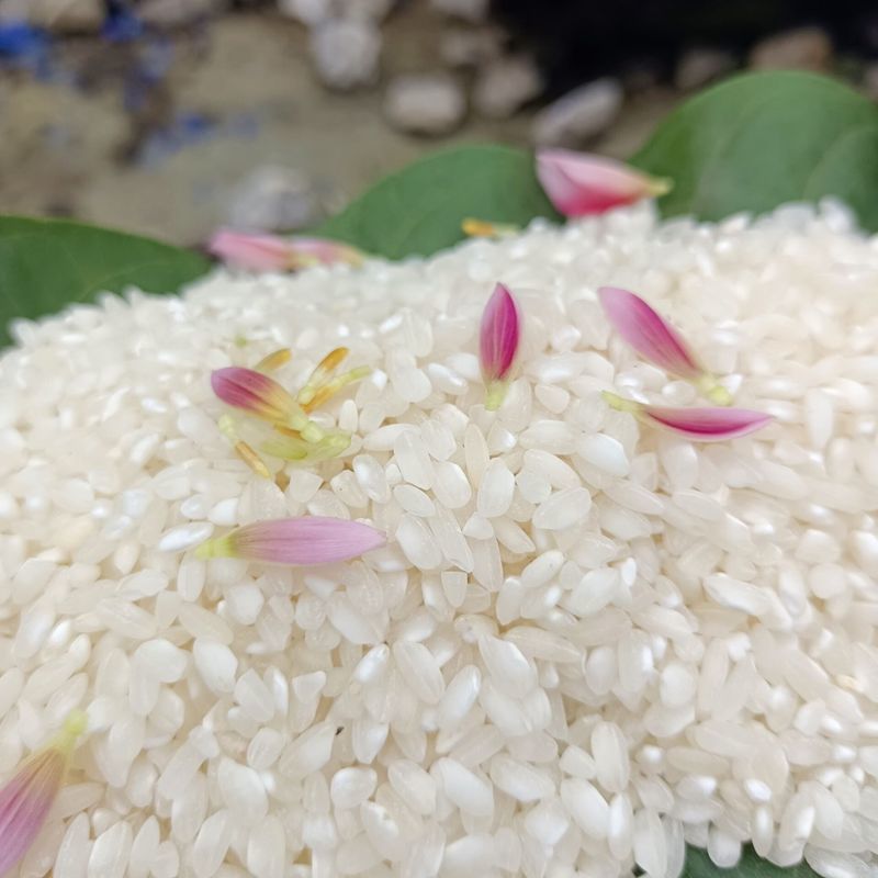 贵州农家桂朝米 多规格 贵潮米桂朝米 米皮米豆腐肠粉凉虾凉糕米粉