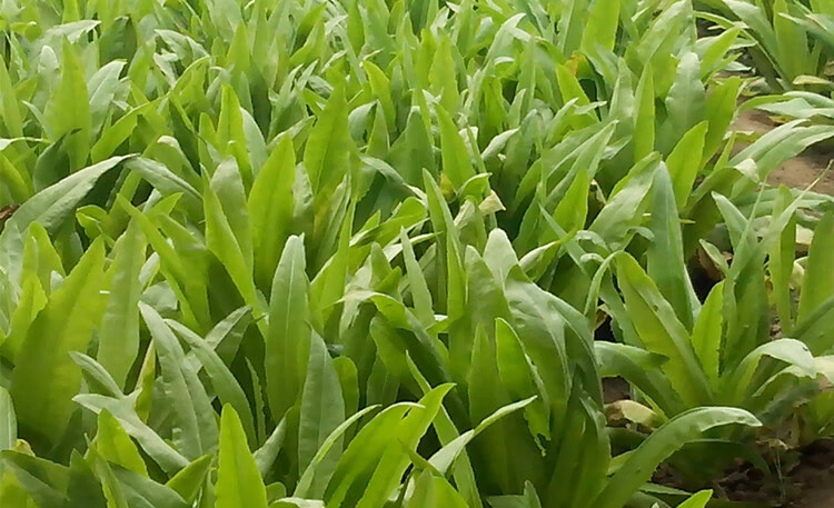 油麦菜种植全过程图片