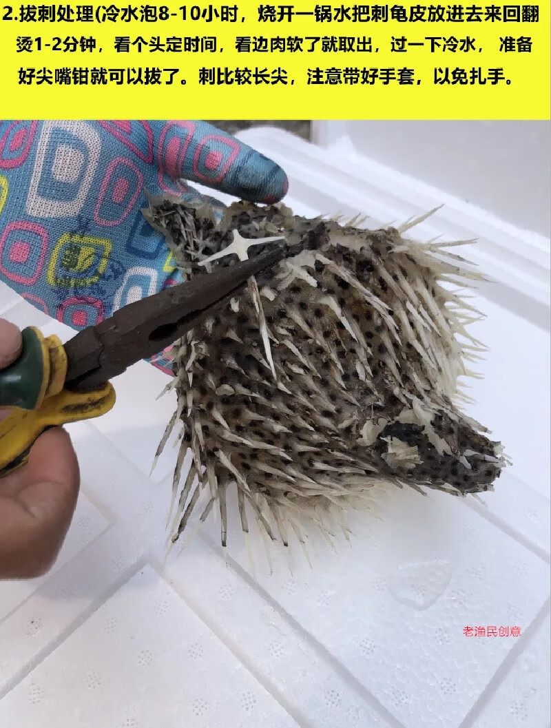 特大号刺龟皮刺豚皮 刺龟鱼皮海胆皮海产干货 500克 3-5个250克【图片