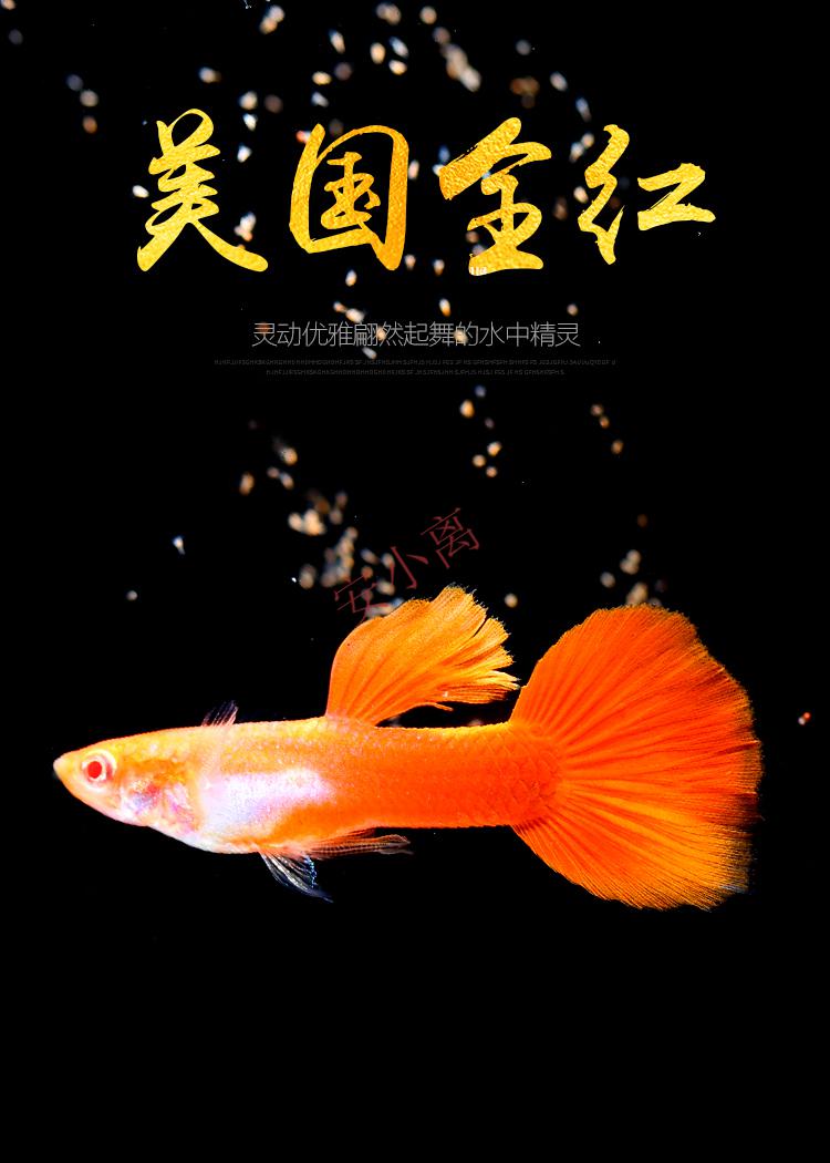 【安小离】美国全红 练手级孔雀鱼热带小型淡水观赏鱼生小鱼仔活体 单