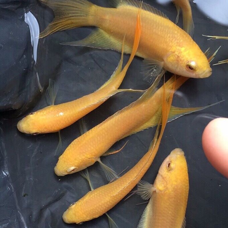 秋颖 中国斗鱼玄黄白化黄金好养不用打氧热带观赏小鱼冷水观赏淡水