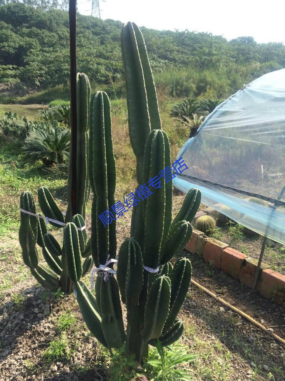 室内阳台盆栽植物仙人柱量天尺仙人掌多肉无刺天轮柱 50cm左右高度