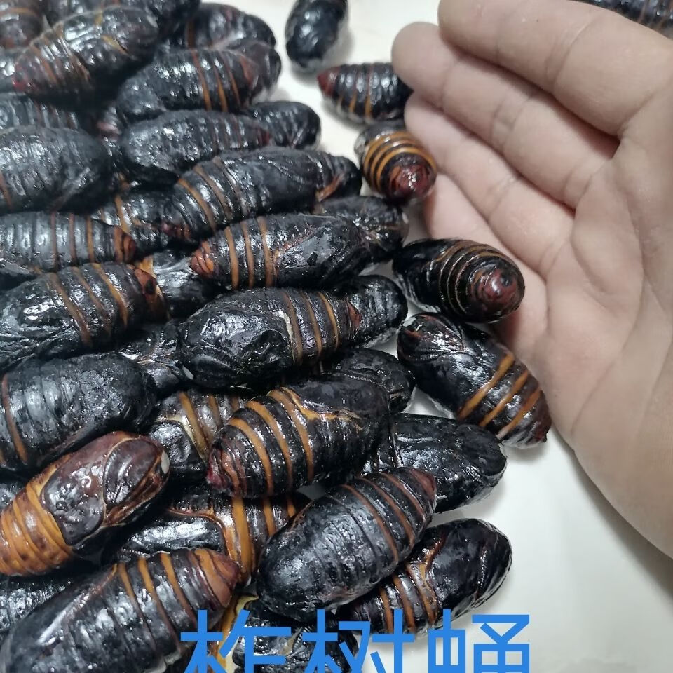 东北特产茧蛹活活蝉蛹茧蛹柞树蛹干煸茧蛹鲜活茧蛹黑蛹每斤63个左右