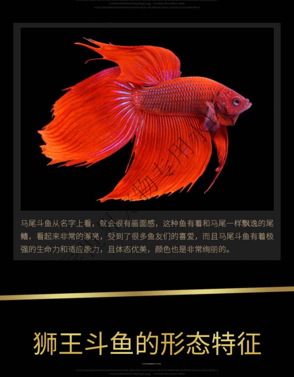 泰国斗鱼马尾狮王半月母斗鱼观赏鱼热带鱼活体宠物淡水鱼鱼缸 精品