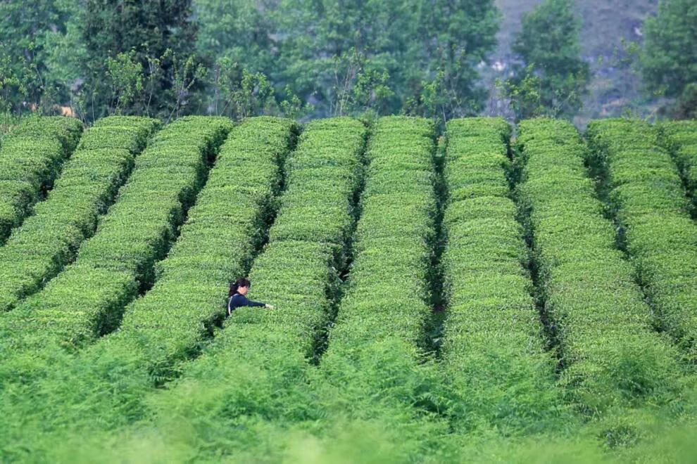 苦丁茶野生原产地老林河茶业袋泡贵州特产余庆小叶苦丁茶 老林河发酵