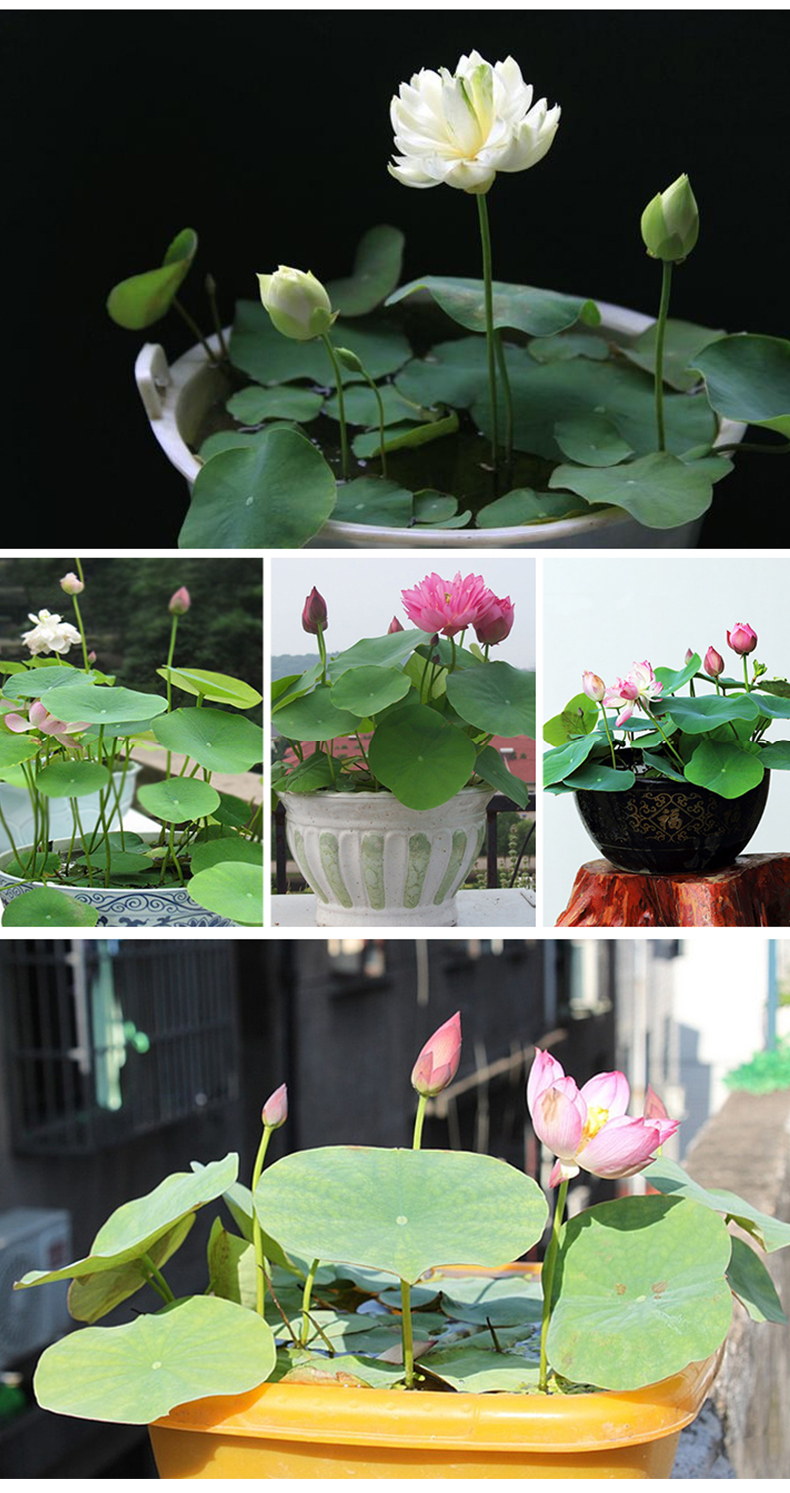 七彩碗莲水培植物四季开花卉室内花盆栽好养花草水养睡莲水生荷花 紫