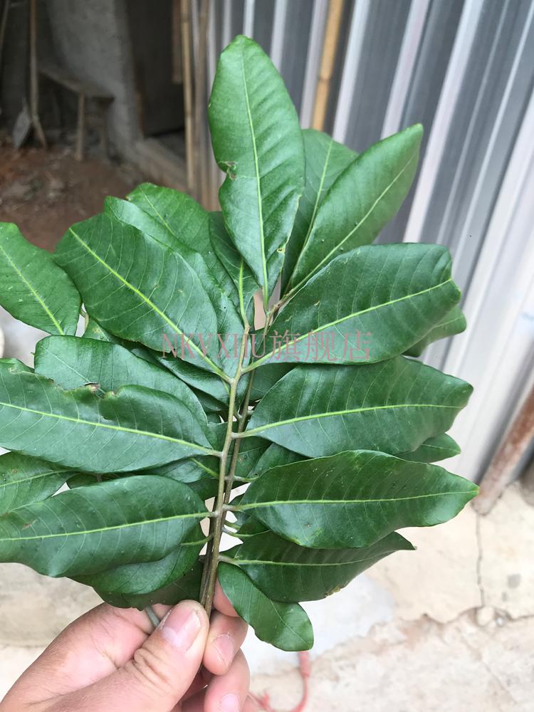 龙眼叶养龟 新鲜龙眼叶 龟缸养龟泡水调节酸碱 仿生态养龟环境装饰