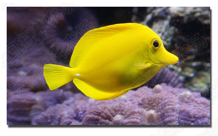 黄金吊活体海水鱼观赏宠物鱼海缸除藻吊类养定开口快递包活兴国海黄金