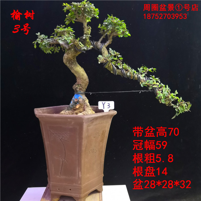 实拍小型榆树盆景小叶榆树榔榆榆树临水造型老桩造型盆景米白色榆树