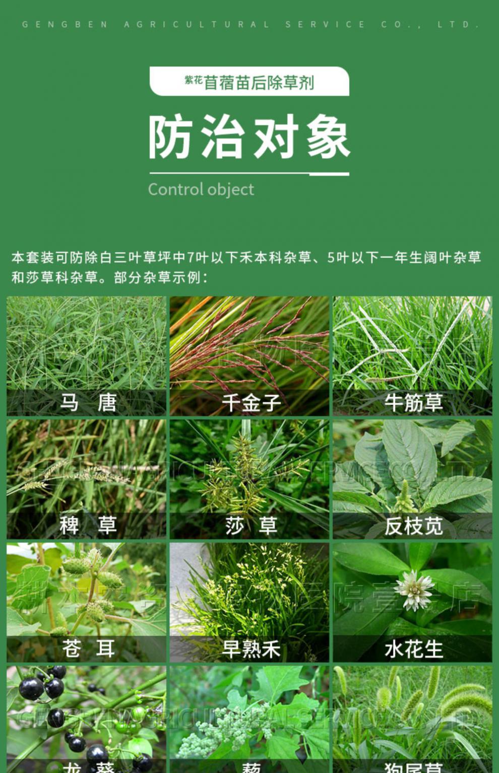 仙葩紫花苜蓿白三叶草草坪车轴草黄芪耆甘草田地专用灭打杀除草剂农药