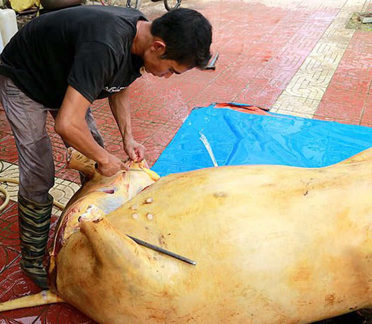 牛瘪火锅汤贵州特产黔东南美食榕江从江黎平2斤百草牛瘪汤牛瘪2斤原味