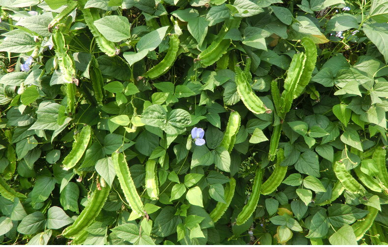 顺丰鲜达海南三亚四角豆新鲜四棱豆香龙豆角有机蔬菜应季现摘特产海南