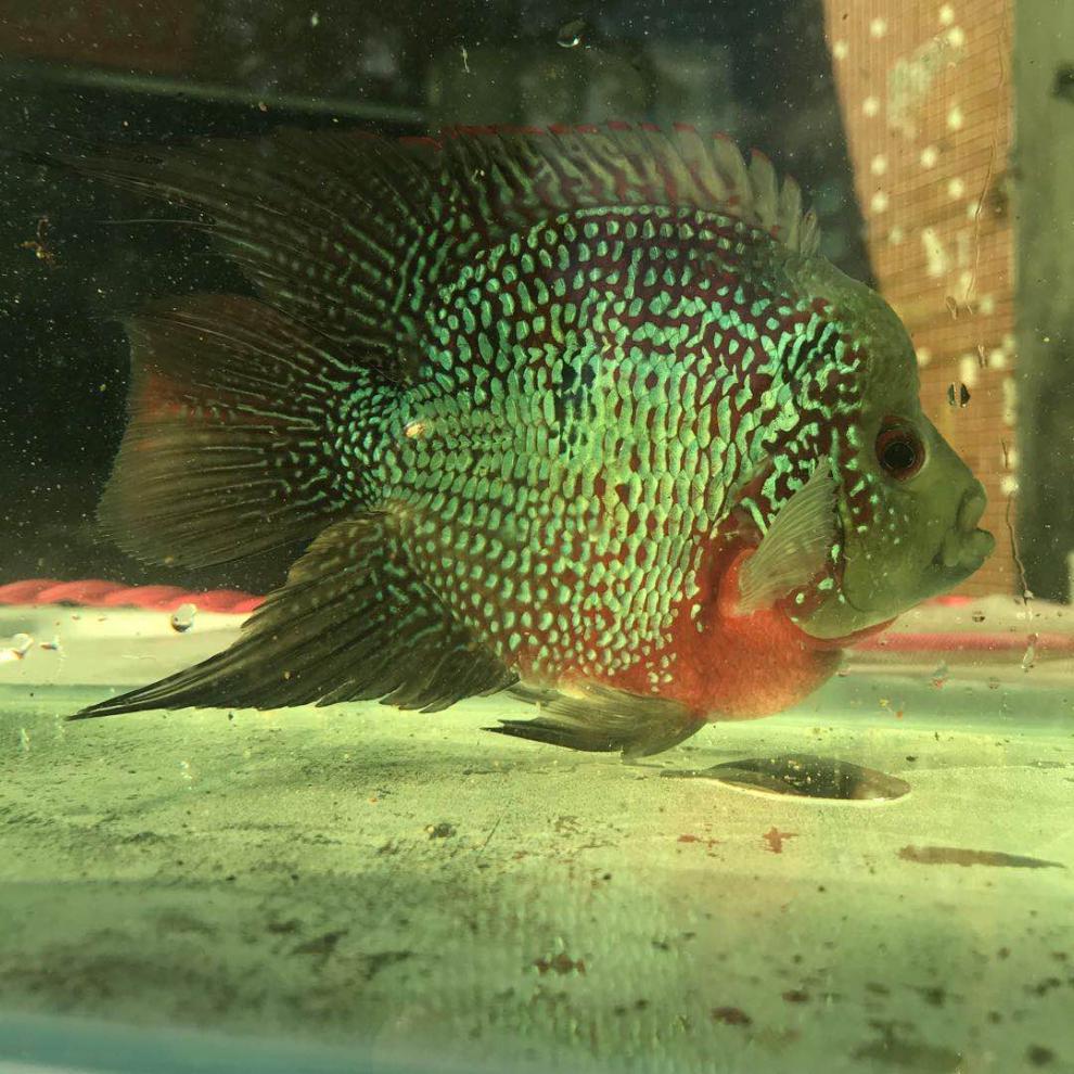 十八罗汉鱼麒麟元宝鹦鹉鱼中型发财鱼热带淡水中层鱼活体龙鱼配鱼