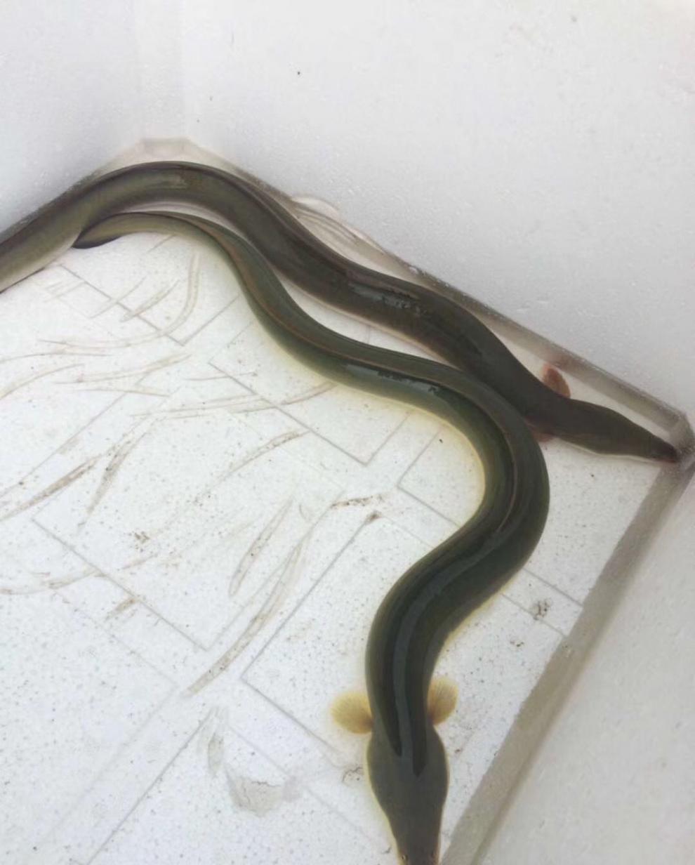 国产淡水黄鳗鱼鲜活河鳗鱼黄鳗鱼1斤到2斤以上一条包活 1.