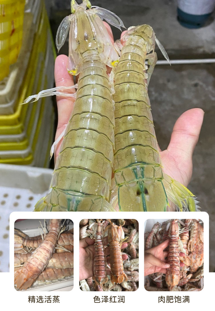 黎麦跃堡鲜活蒸熟冷冻超大皮皮虾爬虾姑整箱海鲜濑尿虾 小号/皮皮虾