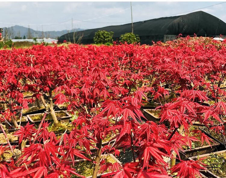 恒日晟四季红枫树苗盆景老桩盆栽红舞姬红叶黄金枫室内中国植物 中国