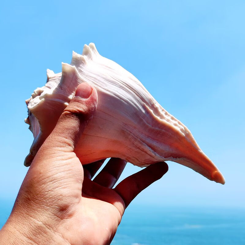 驰露 天然大海螺贝壳左旋海螺观音螺大号稀有标本鱼缸造景海鲜厨房