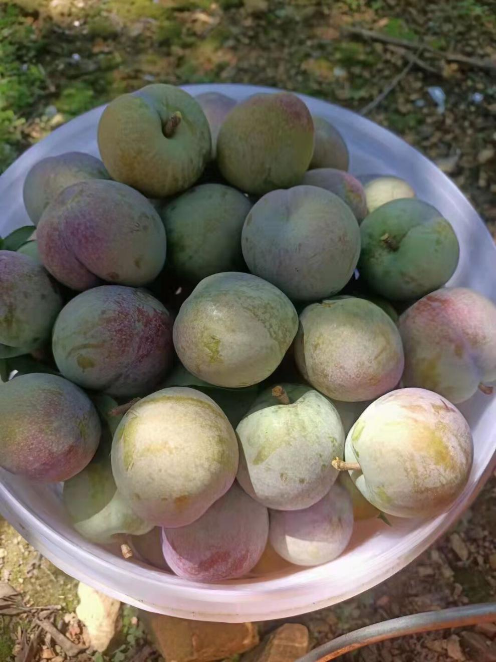 其他国产/进口:国产包装形式:礼盒装类别:李品种:三华李货号:b3haaux7