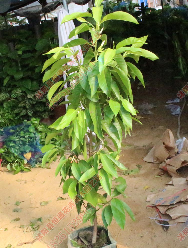 白兰花苗 黄角兰 黄兰 浓香型庭院别墅小区植物盆栽 黄兰 30-50cm高