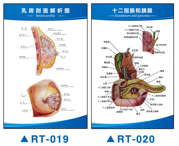 思裕人體解剖圖結構示意圖內臟器官喉部解剖圖醫院耳鼻喉解剖圖掛圖rt