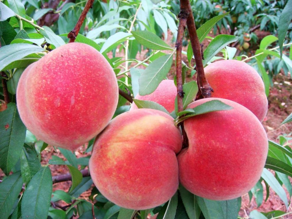 春光岛深州水蜜桃 河北深州马庄水蜜桃王贡桃礼盒装中秋节礼品现摘大